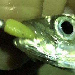 豆アジからの・・・